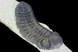 Bargain, Austerops Trilobite - Nice Shell Detail #91921-2